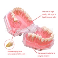 Dental Material Soft Tray Removable Dental Model Oral Teaching Dental Model Dental Detachable Dental