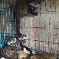 Musang Pandan Ekor Putih/Ekput