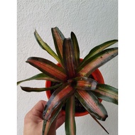bromeliad neoregelia Dynamite