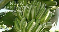 Bibit Buah Pisang Varigata atau pisang Musa Varigata Florida