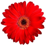 Cameron Highland Fresh Flower - Gerbera Daisy ( Different colours 9-10stalks in pack)