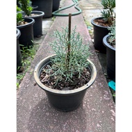ต้นสนบลูไอซ์ (Blueice Cypress) ส่งพร้อมกระถาง 8 นิ้ว ฟอร์มสวย