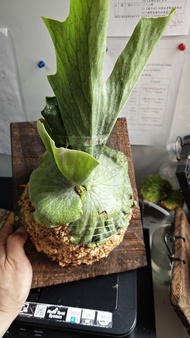 女王鹿角蕨