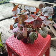 Begonia Rex pink