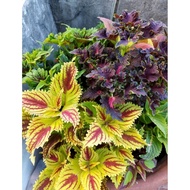 6 pcs Mix Coleus Mayana Live Plant Rooted w/ free (luzon area)