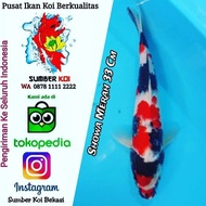 Ikan Koi Showa Merah 33 Cm Anakan Import (Ka/Jng/Np) Alyashop243
