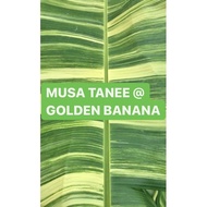 VARIEGATED BANANA | PISANG BATIK  | MUSA TANEE | GOLDEN BANANA