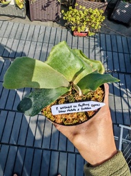 Foythony×Silver mutate×Suddan交種鹿角蕨