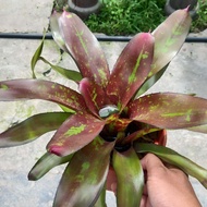 House Plant - Bromeliad Neoregelia species