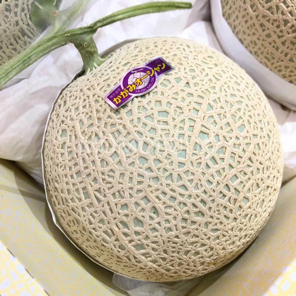 biji benih buah melon jepang premium Fuji Japanese musk melon isi 10 butir benih