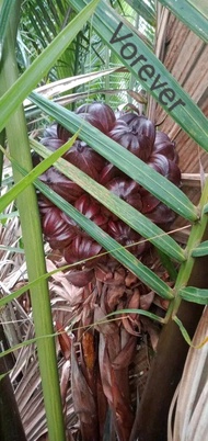 BIBIT POHON NIPA 🌱 Pohon Yang Sangat Langka Dan Buah ini Sangat Manis Di Bandingkan Dengan Lontar Ja