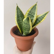 Snake Plant - Sansevieria