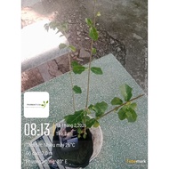 2 large Solanum procumbens plants grown using 6-month-old organic methods