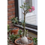 Adenium 富贵花 Somalense 5/10 Seeds-Benih-种子.Taiwan Origin (Ready stock in Msia)