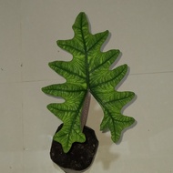 anakan alocasia jacklyn