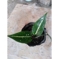 ♞AGLAONEMA VARIETIES FISHEYE (small -medium-big)