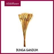 [ALLDIFFUSER]  [1 tangkai] Dried Lagurus Rabbit Tail Bunga Kering gandum/natural bunga kering