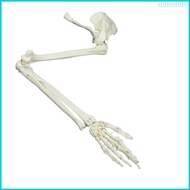 Nan Life Size Human Arm Joint Model Arm Skeleton Model Study Anatomical Arm Model