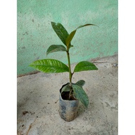 Anak Pokok Manggis Mesta Hybrid Cepat Berbuah