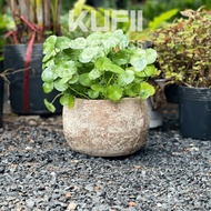 Pasu Seramik 18x13cm / Ceramics Plantert 18x13cm - No.57