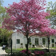 Tanaman hias tabebuya bunga pink - bunga sakura - tanaman pelindung