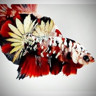 1PASANG CUPANG RED KOI COOPER