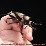 【酷力將】B品 彩虹鍬形蟲 (♂60mm ♀free )黑色型 成蟲成對241106A