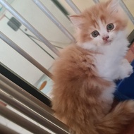 Kitten : Kucing Persia