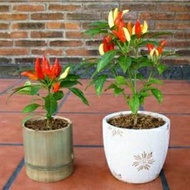 Cayenne pepper plant