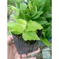 Anak Pokok Cekur @ Kencur Dalam Polibeg Kecil