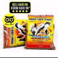 voer cendet prima pur burung kacer murai pleci jarak prenjak