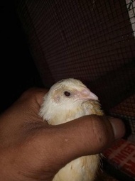 [ORIGINAL] Telur fertil puyuh albino mata merah..paket 1 kg