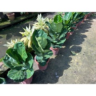 Ficus lyrata (Fiddle-Leaf Fig) (0.8m height)