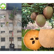 Fruit Tree - Sapodilla / Anak Pokok Ciku Mega 人心果 仁心果 / Pokok sudah boleh buah for HOME/GARDEN decor