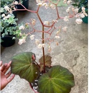 Begonia Boomer (Rhizomatous Begonia) Potted  plant