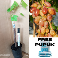 free pupuk bibit anggur import dixon || bibit anggur dixon