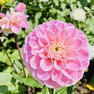 5 Biji Segar Benih Bunga Dahlia 'Wizard of Oz' Flower Dahlia Seed - 5 Seed