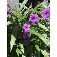 [Live Plant] 7 cutting Ruellia Purple / Mexican Petunia / Mexican Pinkbell / Britton's Wild Petunia  /矮翠芦莉花