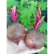 BEET ROOT • UBI BIT 50 BIJI BENIH• SEED•