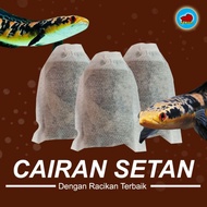 Cairan setan ikan Channa ys maru racikan treatment ikan Chana maru yel