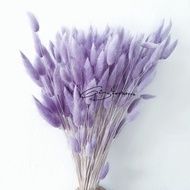 Bunga Lagurus BRIGHT PURPLE Satuan / Bunga Kering Bunny Tail