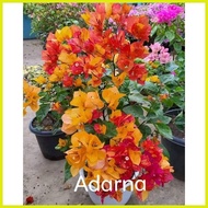 ☎ SALE!! RARE BOUGAINVILLEA CUTTINGS