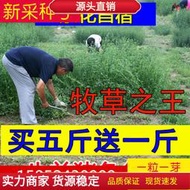 現貨 批發批發四季雞豬鵝兔子牧草種子 種籽紫花苜蓿南方四季飼料草北方苜蓿草多年生lzh