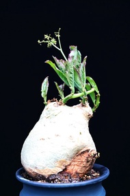 (#350) 納米比亞葡萄甕	Cyphostemma Bainesii / 塊根植物 Caudex / 另售象牙宮、龜甲龍、索馬里葡萄甕、念珠橄欖
