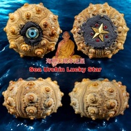 海胆天眼幸运星 Sea Urchin Lucky Star 龙婆碧纳 Lp Pinak Together box