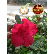 [Hot Selling] Pokok Bunga Merah Azalea/ RED AZALEA Rhododendron Live Plant #blaconygarden