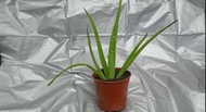 Organic Aloe Vera 有機蘆薈
