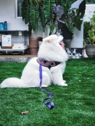 สายรัดตัวสุนัขรุ่น FLY HARNESS