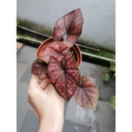 Baby Caladium Keladi Darth Maul