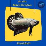 ปลากัด แบล็ค ดราก้อน เพศชาย Black Dragon ปลากัดสวยงาม  มีประกันสินค้า